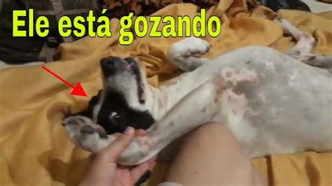 gozando na buceta da cachorra|Fodendo Buceta Da Cadela E Gozando Muito